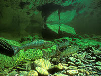 (20) Salmon holding in crystalline pool habitat, Dartmouth River