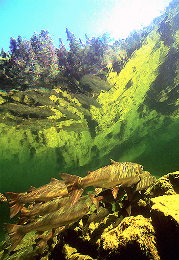 (25) Waterlens position featuring two worlds, Dartmouth river
